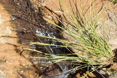 Rhynchospora brownii