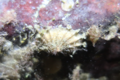 Puncturella cucullata