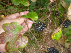 Vitis ficifolia
