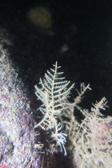 Abietinaria inconstans