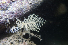 Abietinaria inconstans