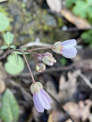 Cardamine nuttallii