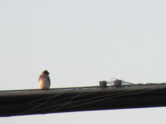 Stelgidopteryx serripennis