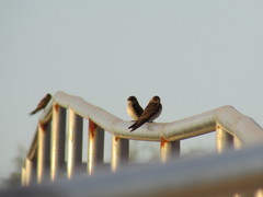 Stelgidopteryx serripennis