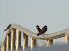 Stelgidopteryx serripennis