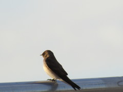 Stelgidopteryx serripennis