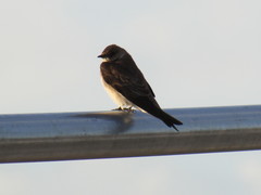 Stelgidopteryx serripennis