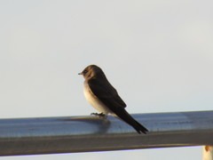 Stelgidopteryx serripennis