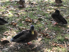 Anas platyrhynchos domesticus