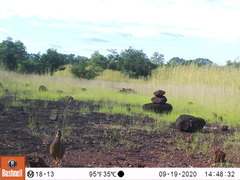 Pternistis icterorhynchus