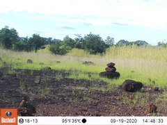 Pternistis icterorhynchus
