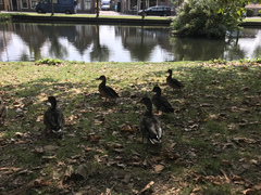 Anas platyrhynchos domesticus