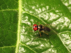 Tanypezidae