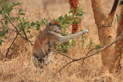 Erythrocebus patas patas