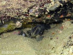 Rypticus saponaceus