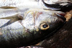 Boulengerochromis microlepis