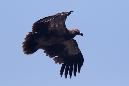 Palm-nut Vulture