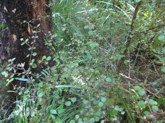 Coprosma rhamnoides