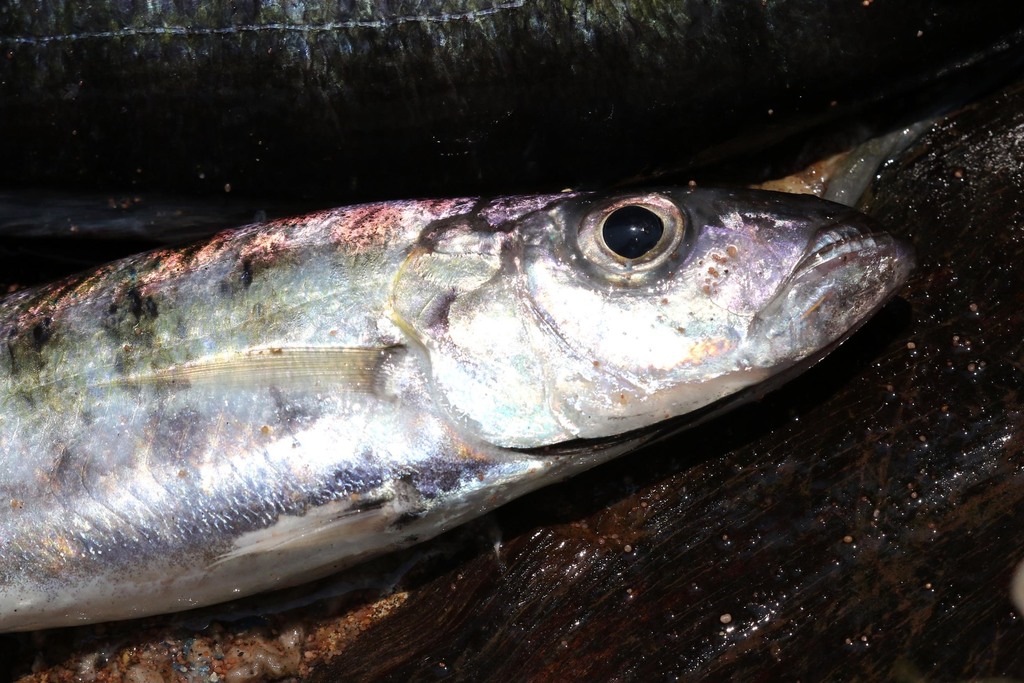 Banded bathybates (Bathybates fasciatus) — Cichlidae