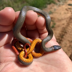 Diadophis punctatus similis