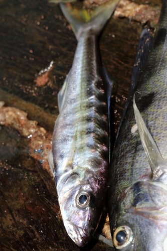 Banded bathybates (Bathybates fasciatus) — Cichlidae — 2