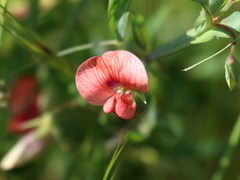 Lathyrus hierosolymitanus