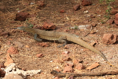 Varanus niloticus