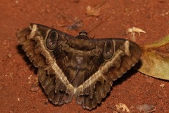 Cyligramma magus