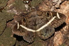 Cyligramma magus
