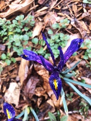 Iris reticulata