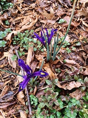Iris reticulata