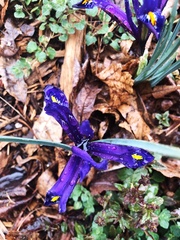 Iris reticulata