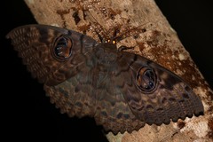Erebus walkeri