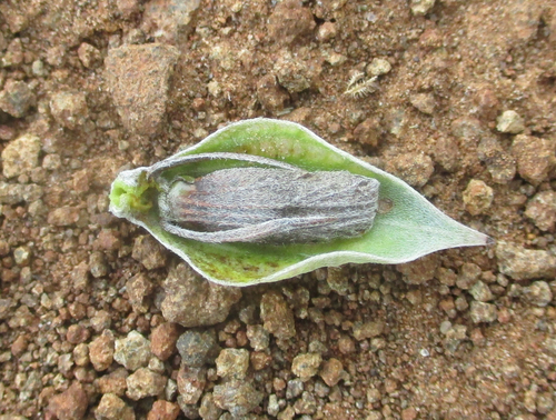 Blepharis petalidioides image