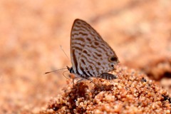 Leptotes