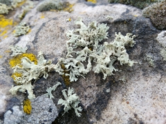 Ramalina capitata
