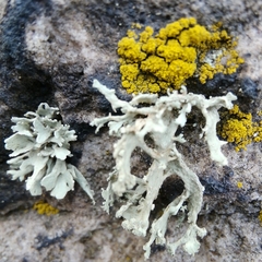 Ramalina capitata