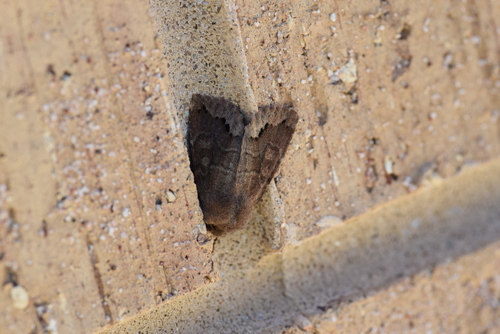 Garman's Quaker photo 4