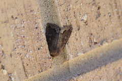 Orthosia garmani
