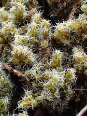 Racomitrium pruinosum