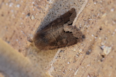 Orthosia garmani