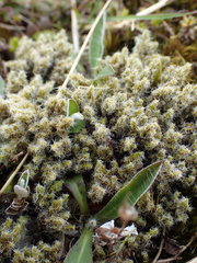 Racomitrium pruinosum