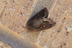 Orthosia garmani