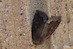 Orthosia garmani