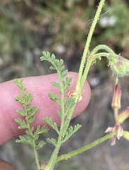 Pelargonium tragacanthoides