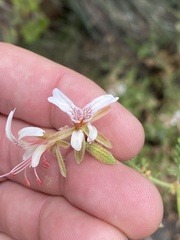 Pelargonium tragacanthoides