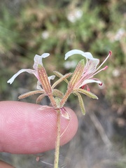 Pelargonium tragacanthoides
