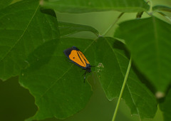 Paratype univitta