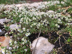 Draba verna