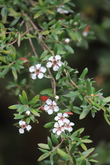 Leptospermum grandifolium